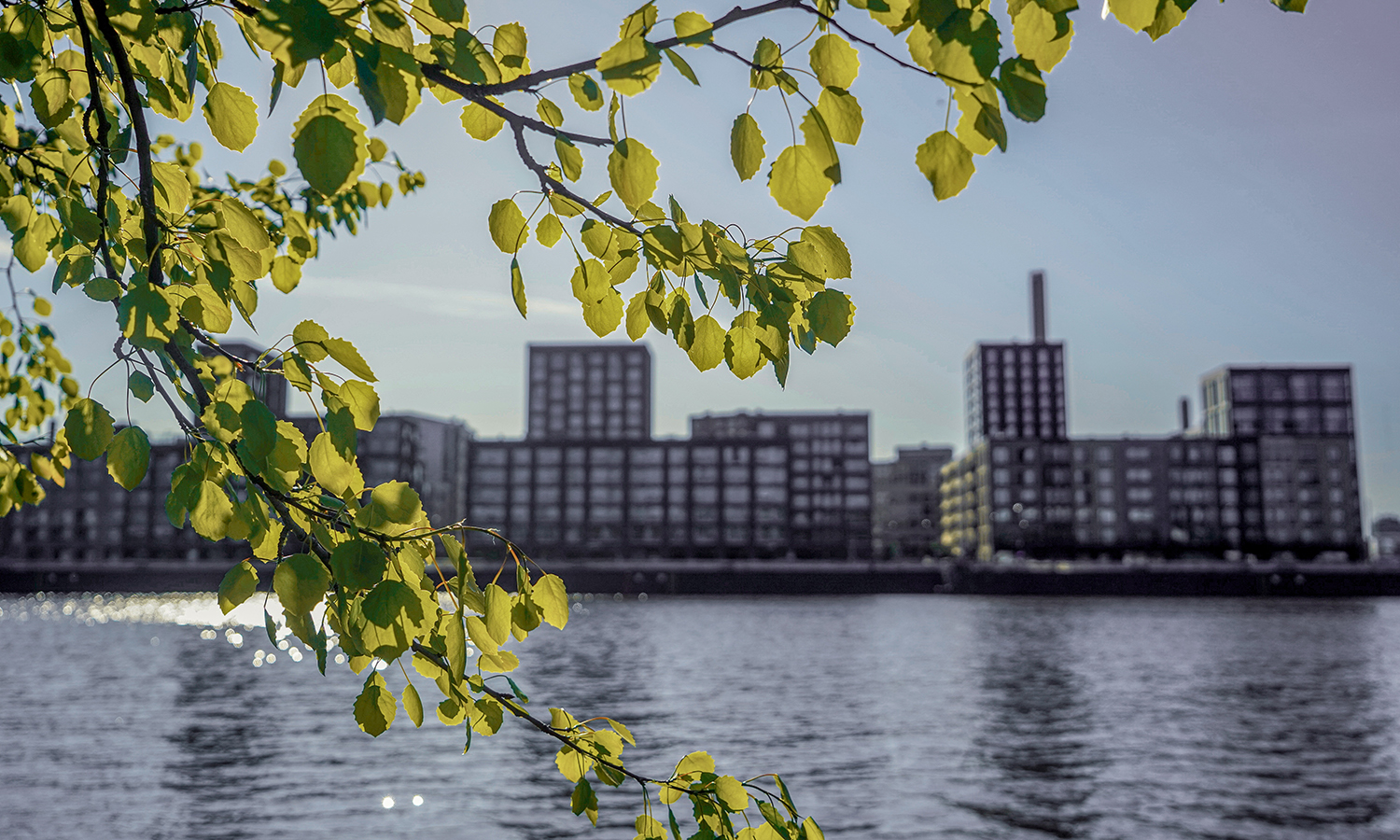 A summer view from Helsinki's Mustikkamaa island towards Kalasatama with residential buildings behind a birch branch in the foreground.